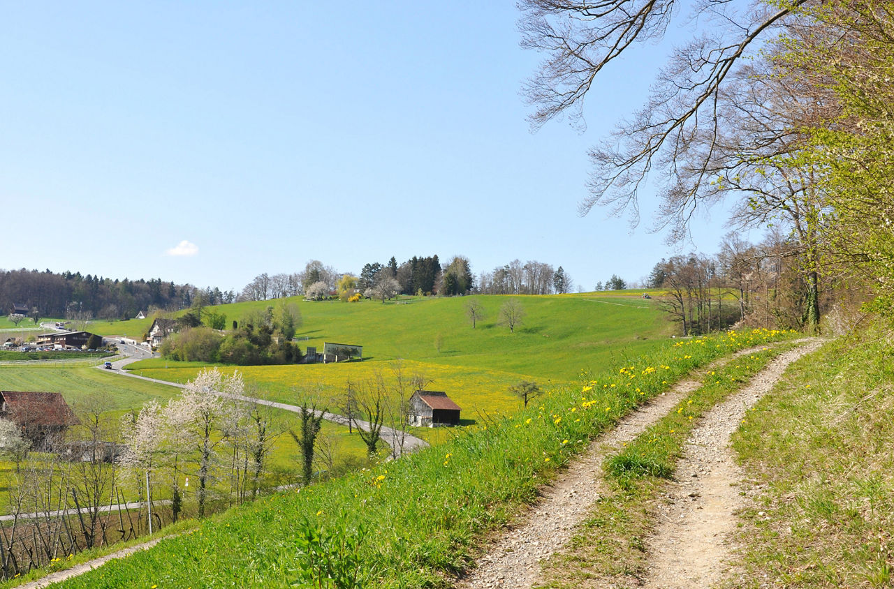 Entlang der Rebberge am Zürichsee-Rundweg bis Stäfa