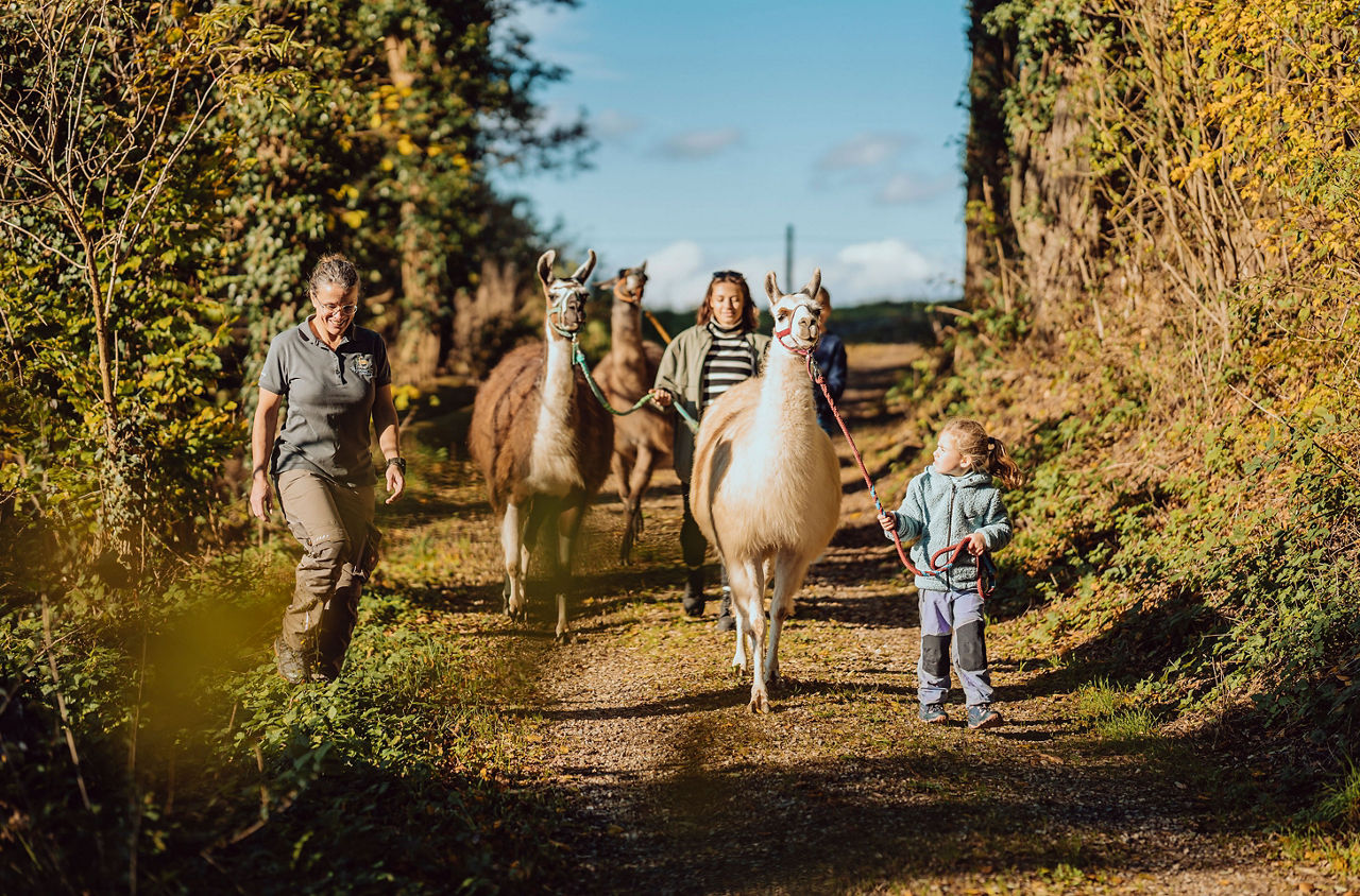 Mit dem Lama durchs Zürcher Weinland